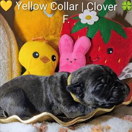 Yellow collar: Clover - Black female Cane Corso puppy in Franktown, Colorado from Earth and Ship Cane Corso