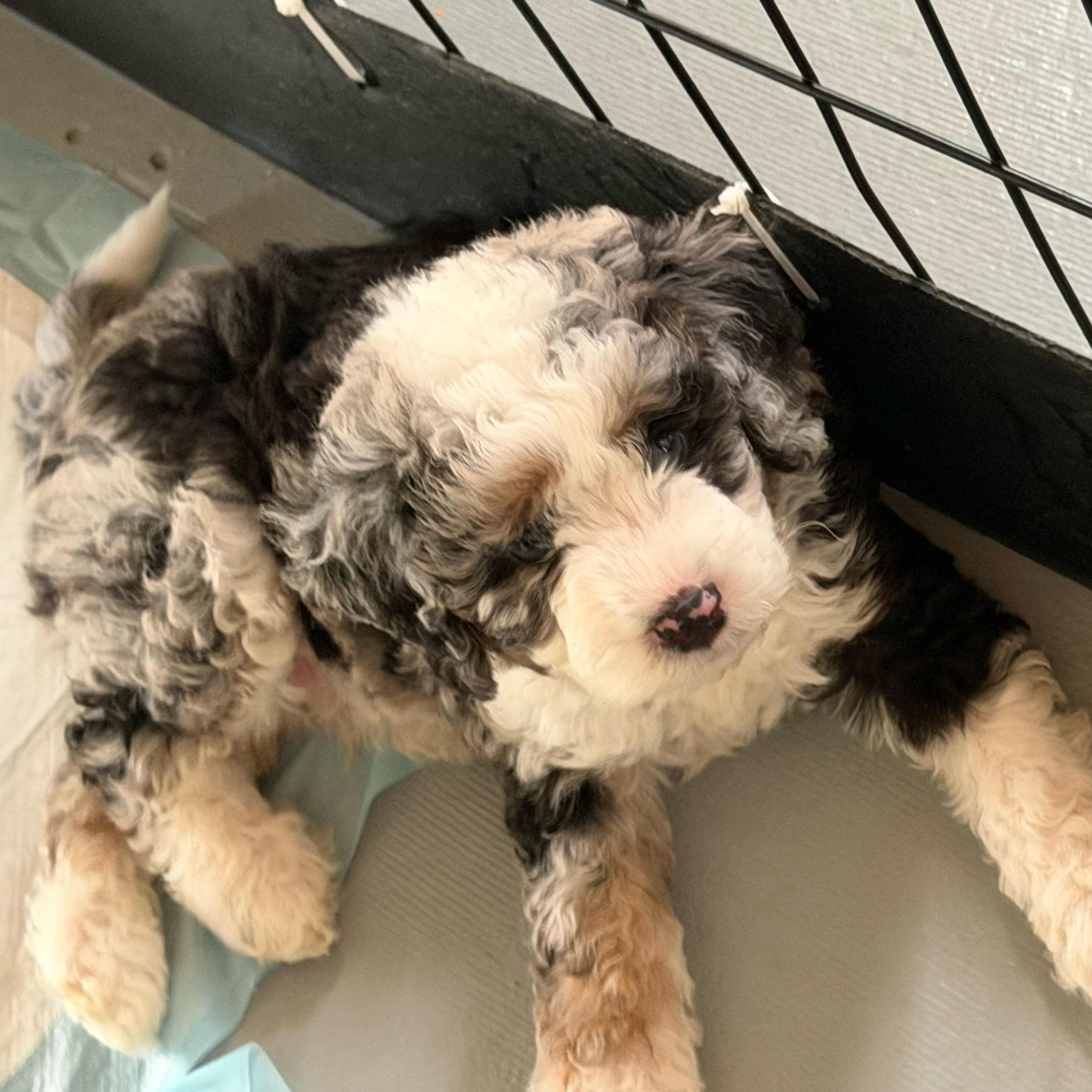 Boy 1 (orange sickle) - Blue merle male Aussiedoodle puppy in Paradise, Texas from Diamond Z Poodles & Doodles