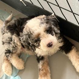 Boy 1 (orange sickle) - Blue merle male Aussiedoodle puppy in Paradise, Texas from Diamond Z Poodles & Doodles