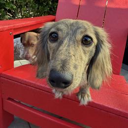 Tigra - Dachshund