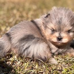 Blue merle - Blue merle male Pomeranian puppy in Fayetteville, North Carolina from Tar-heel Poms