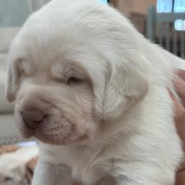Leroy - Yellow male Labrador Retriever puppy in Anna, Texas from Gathering Branch Labradors