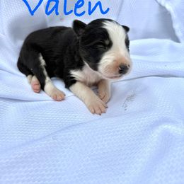 Valen - Tri-color male Border Collie puppy in Cedartown, Georgia from Ferguson Border Collies