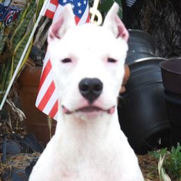 Artemis Girl 1-pink collar - White female Dogo Argentino puppy in San Diego, California from Debonair Dogos