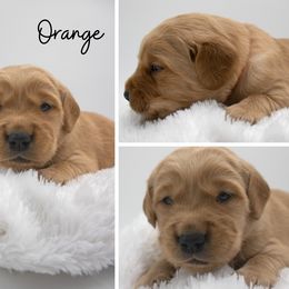 Golden Retriever Puppies from Stormy Hill Golden Retrievers