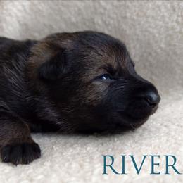River - Sable female German Shepherd puppy in Southern Maryland, Maryland from Reddington Shepherds