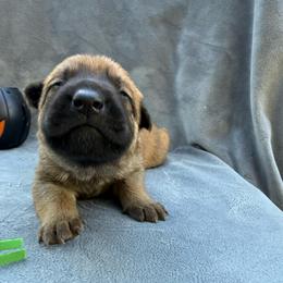 Pistachio - Red sable female Belgian Malinois puppy in Sheridan, Arkansas from Dark Sky Kennels