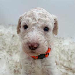 Sprinkles - Cream female Poodle puppy in Otto, North Carolina from Wild Suns Farm
