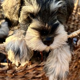 Miniature Schnauzer Puppies from Adrienne Exum