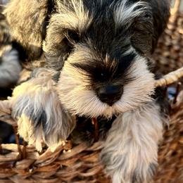 Miniature Schnauzer Puppies from Adrienne Exum