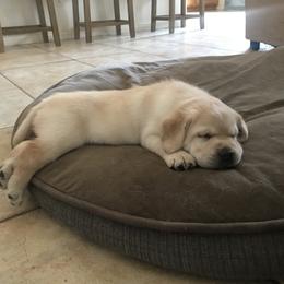Labrador Retriever Puppies from Heather Luis