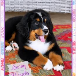 Bunny - Black rust and white female Bernese Mountain Dog puppy in Purcell, Oklahoma from Swiss Berner Bears