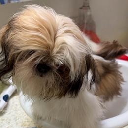 Buttons - Tricolor female Shih Tzu puppy in Victorville, California from RUMBLE n TUMBLE