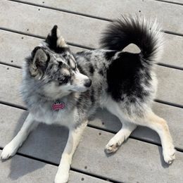 Pomskies from By Design Kennel