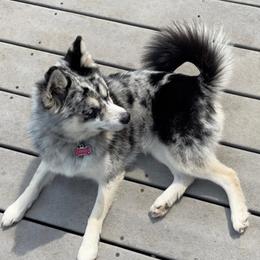 Pomskies from By Design Kennel