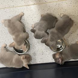 French Bulldog puppies from Nook Frenchies