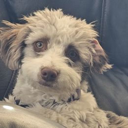 Malibu - Aussiedoodle