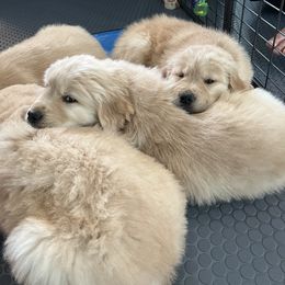 Golden Retriever Puppies from Golden Hour Golden Retrievers