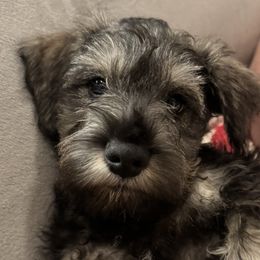 Woody - Black and silver male Miniature Schnauzer puppy in Akeley, Minnesota from Great Northern Schnauzers