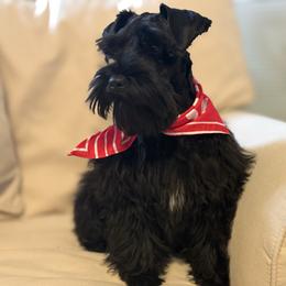 Duke - Miniature Schnauzer