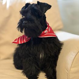 Duke - Miniature Schnauzer