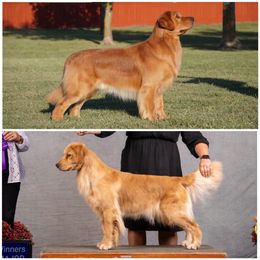 Golden Retriever puppies from Lyons Golden Retrievers