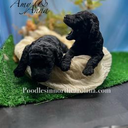 Amy - Blue female Poodle puppy in Greenville, North Carolina from Grace Poodles