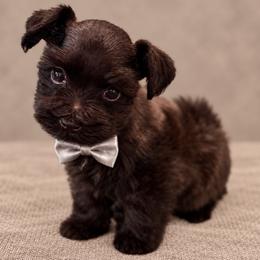 Sable Boy - Black male Miniature Schnauzer puppy in San Augustine, Texas from My Little Schnauzer Pals