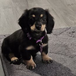 Daisy - Dachshund puppy from Royal Purple Doxies