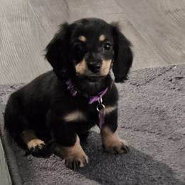 Daisy - Dachshund puppy from Royal Purple Doxies