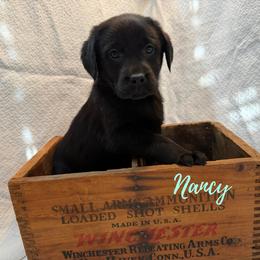 Nancy - Black female Labrador Retriever puppy in Farmington, Missouri from Granite Creek Kennel