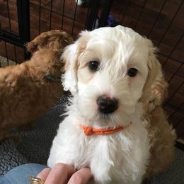 Labradoodle Puppies from Auburn Sky Labradoodles