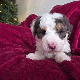 Mr Claus - Blue merle male Bernedoodle puppy in Blackfoot, Idaho from Draper Mountain Doodles