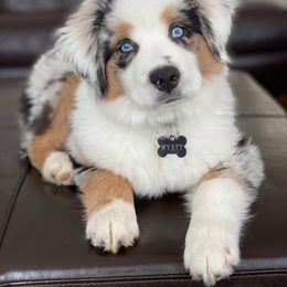 Miniature Australian Shepherd and Toy Australian Shepherd Puppies from Blue Springs Aussies