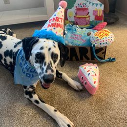Basset Hound and Dalmatian Puppies from Lazy B Bassets and Dalmatians