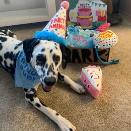 Basset Hound and Dalmatian Puppies from Lazy B Bassets and Dalmatians