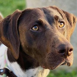 German Shorthaired Pointers from Royal Chaos GSP