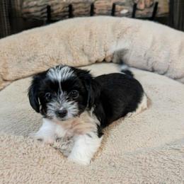 KB Parti Girl 3 - Diamond - Parti female Yorkshire Terrier puppy in Owenton, Kentucky from Robertson's Dream Ranch Aussies & Yorkies