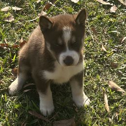 Natalie - Brown and white female Siberian Husky puppy in Summerville, South Carolina from Carolina Husky Lodge