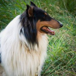 Collies from Timber Mountain Collies