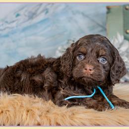 Farquad - Brown and tan male Cockapoo puppy in Connersville, Indiana from Deaz Doodle Ranch