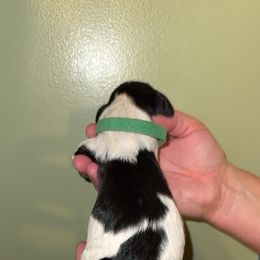 Lily - Black white and tan female English Springer Spaniel puppy in Williston, Florida from Parks Paradise Springers