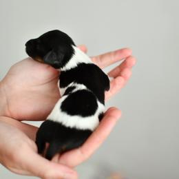 Dachshund puppies from Paradox Dachshunds