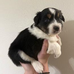 Quantum - Black tri-color male Australian Shepherd puppy in Weeki Wachee, Florida from Ace of Spades Australian Shepherds