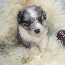 Aussiedoodle Puppies from Loving Doodle