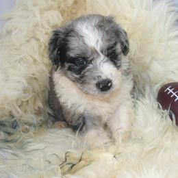 Aussiedoodle Puppies from Loving Doodle