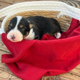 Havoc - Tri-color male Border Collie puppy in Midland, Texas from High Velocity Stockdogs