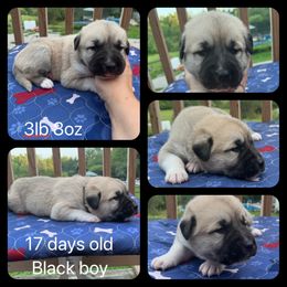 Black boy - Fawn Anatolian Shepherd Dog puppy in Franklin, New Hampshire from Feather’s Glen Anatolians