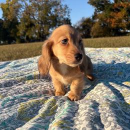 Brooks - Cream male Dachshund puppy in New Albany, Mississippi from Double A. Doxies