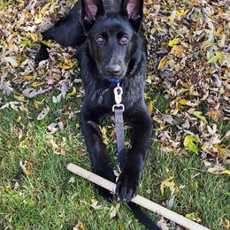 German Shepherd All Grown Up from Outlier Kennel